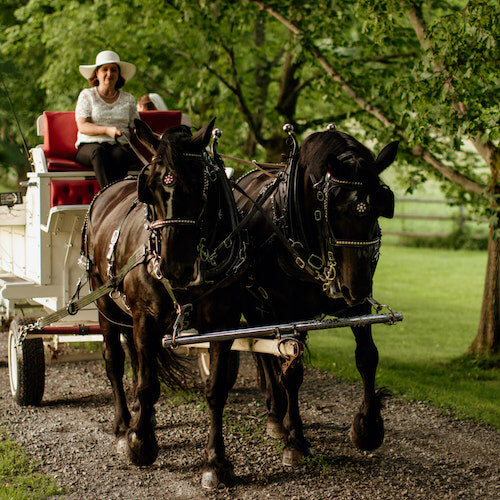 Two horses pulling a carriage in scenic pasture on gravel road.